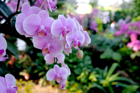 Beautiful Orchid flower in tropical garden close up. Floral background.