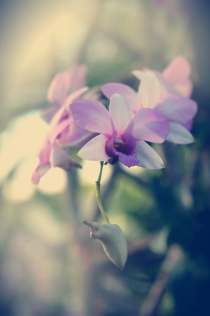 Orchid flower in tropical garden close up. Floral background.の写真素材
