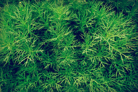 Green leaf on the green backgrounds, Background of green leaves, summer or spring season.