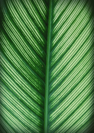 Green leaf texture. Leaf texture backgroundの写真素材