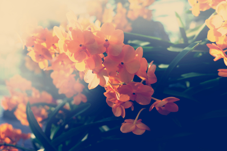 Beautiful Orchid flower in tropical garden close up. Floral background.の写真素材