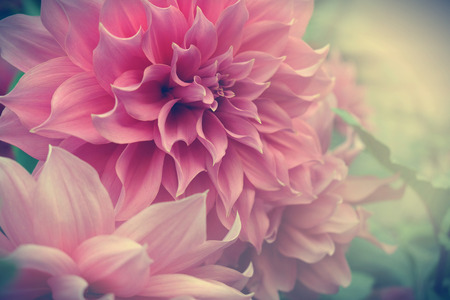 Beautiful pink dahlia fresh flower blossoming in the gardenの写真素材