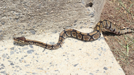 Snake slithers onto pavement 