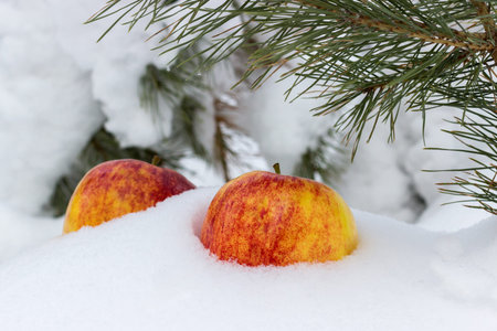 Two delicious apples and fir tree on white snowの写真素材