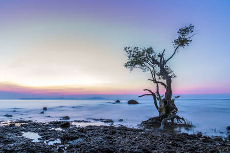 Landscape of Sunset at Chonburi coast in early winter.One mangrove tree and stone was hit by waves, it feeling calm, lonely.の写真素材