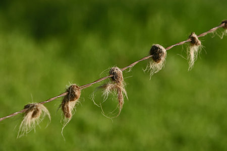 rusty barb wire fence with balls of horse hair in each barb