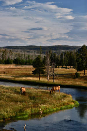 two elk grazing by a flowing river with blue skys in Yellow stone national parkの写真素材