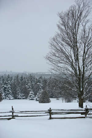 vertical winter snow covered fence and trees in canadaの写真素材