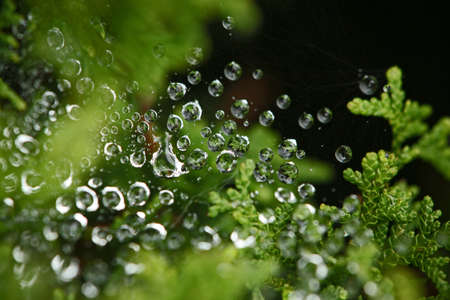 close up of water droplets in a spyders web the green pine の写真素材
