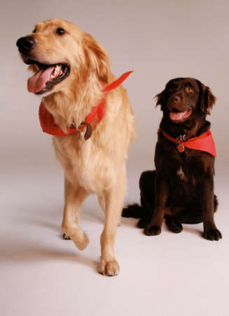 Two Dogs Chocolate Lab & Golden Retrieverの写真素材