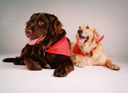 Two Dogs Chocolate Lab & Golden Retriever