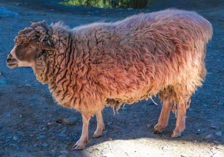 sheep with red woolの写真素材