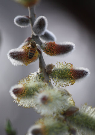 Close-up few of bumble bee on flowers  の写真素材