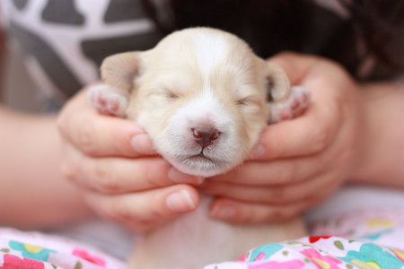 newborn puppyの写真素材