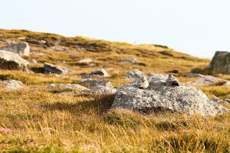 Birds on nesting on rockの写真素材