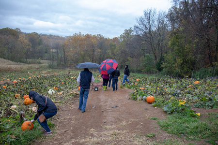 People picking pumpkin at farmのeditorial素材