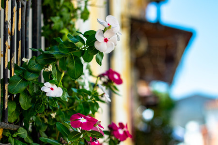 Flowers on wall, Athens Greeceの写真素材