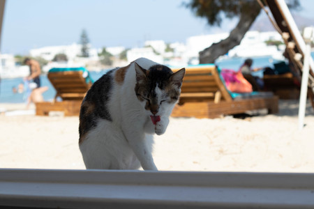 Cat on wall in front of beach, Milos, Greeceの写真素材