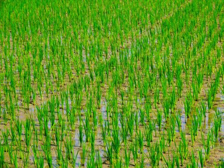 Green rice fields on a sunny morning in Indonesiaの写真素材
