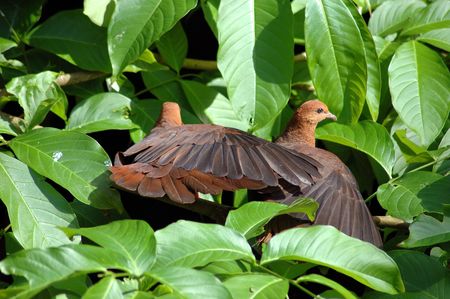 Couple of birds sitting on a treeの写真素材