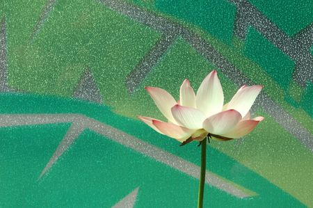 Water lily in patterned window backgroundの写真素材