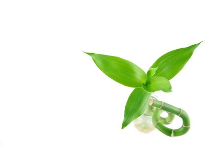 Lucky bamboo in isolated white backgroundの写真素材
