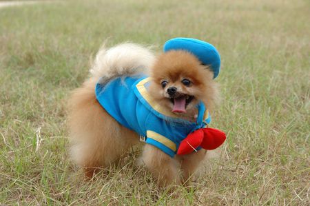 Pomeranian puppy standing on grassの写真素材