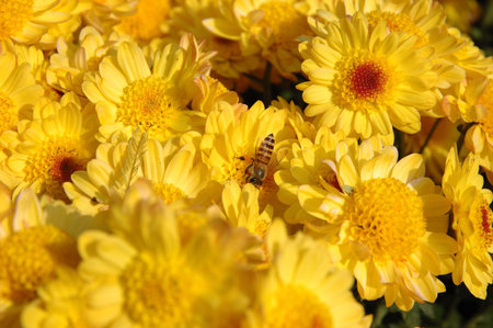 Close up of bee in yellow chrysanthemun