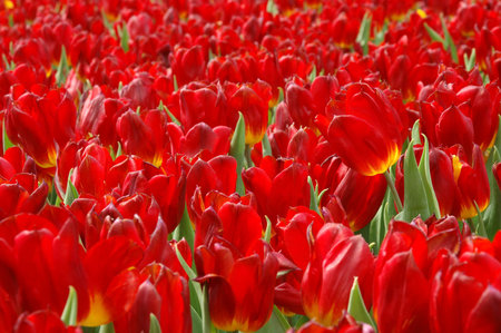 Field of bright red tulips