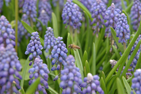 Close up of bee and grape hyacinth
