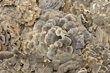 Coriolus versicolor (a mushroom used in traditional Asian herbal remedies)