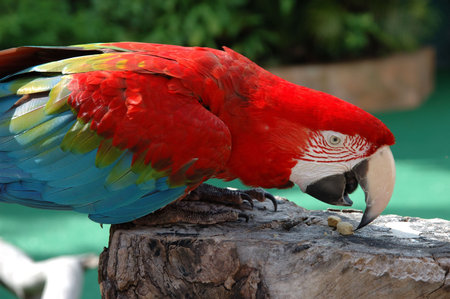 Beautiful scarlet macaw eating his treat