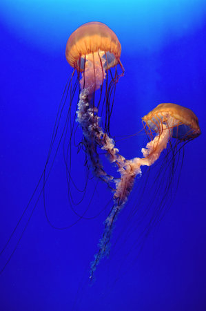 Beautiful jellyfish in blue water