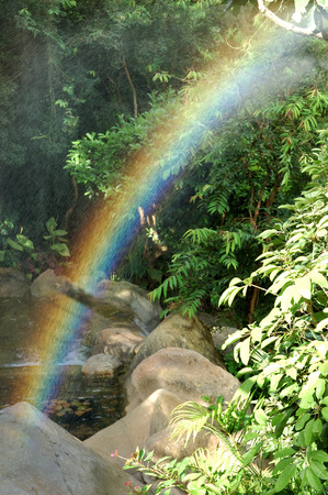 Rainbow in forest backgroundの写真素材