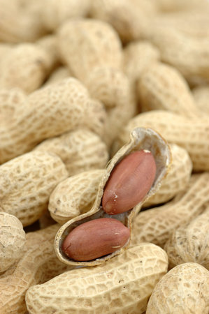 Background of peanuts  close up