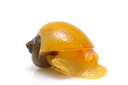 Close up of yellow snail in isolated white backgroundの写真素材