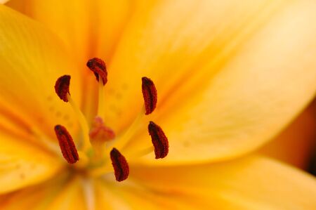 Abstract close up of orange lily pistilsの写真素材