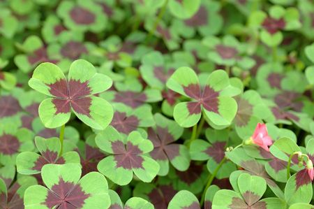 Close up of four leaf cloverの写真素材