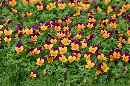 Field of beautiful purple-orange pansiesの写真素材