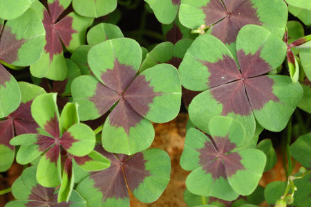 Close up of four leaf clover