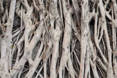 Background of banyan tree rootsの写真素材