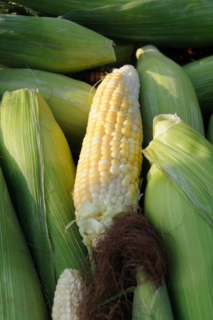 Close up of corn on cobの写真素材