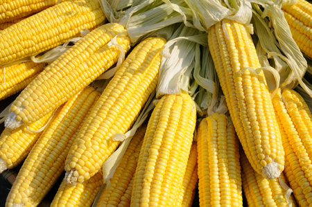 Close up of yellow corn on cob