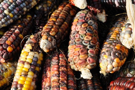Close up of colorful indian corn on cobの写真素材