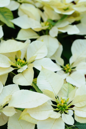 Beautiful white poinsettia flowers backgroundの写真素材