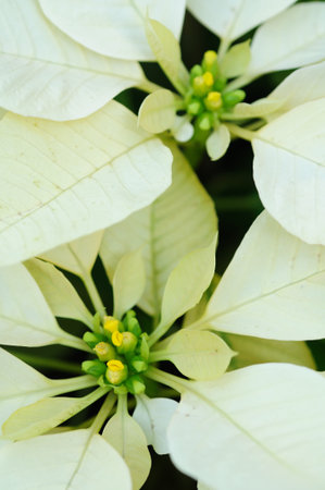 Close up of beautiful white poinsettia flower backgroundの写真素材