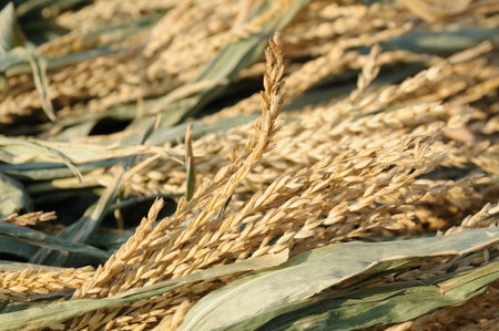 Close up of corn ears in harvest