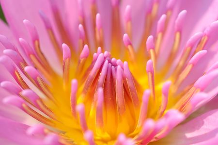 Close up of pink water lilyの写真素材