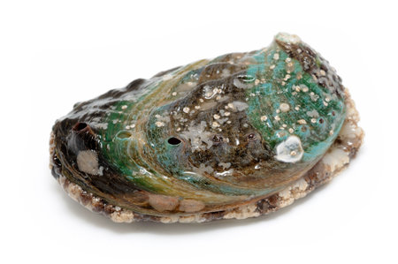 Raw abalone in isolated white  backgroundの写真素材