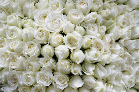 Background of beautiful white roseの写真素材